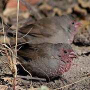 Brown Firefinch