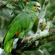 Turquoise-fronted Amazon