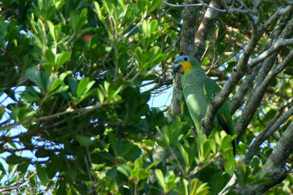 Orange-winged Amazonadult