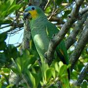 Orange-winged Amazon