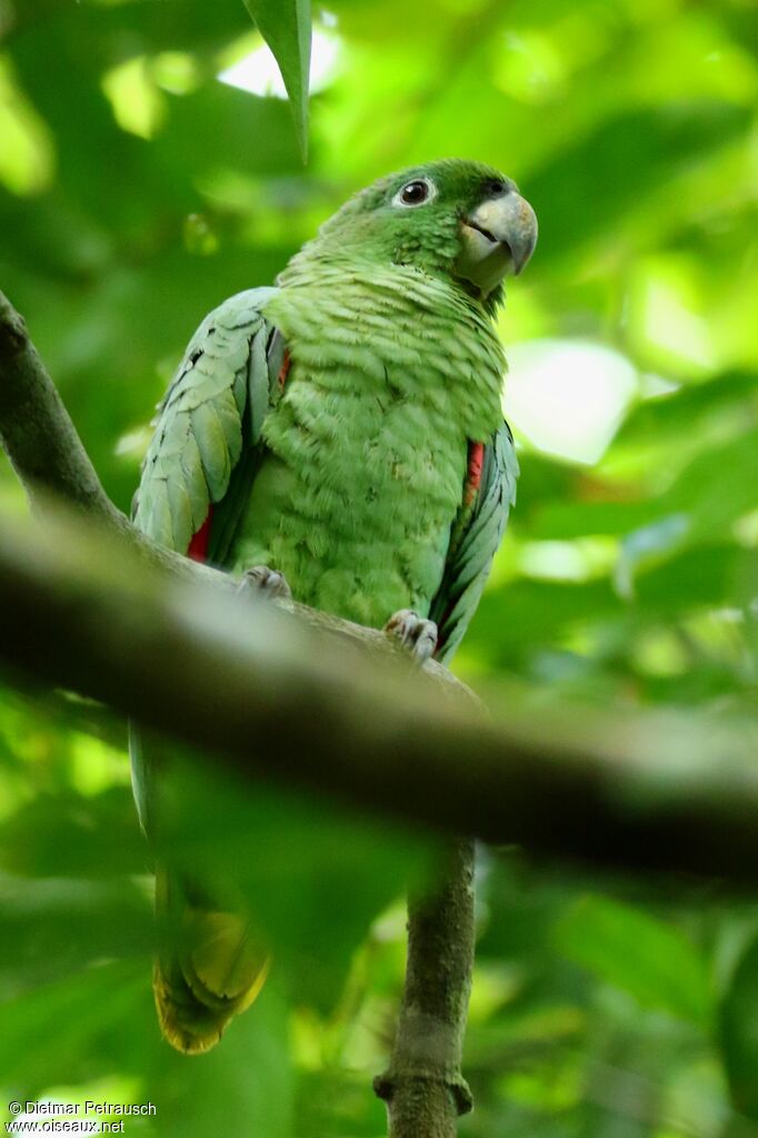 Amazone poudréeadulte