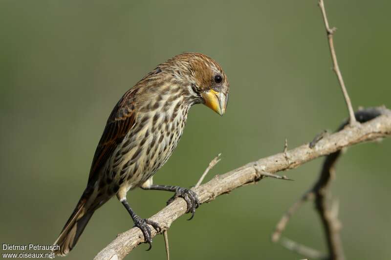 Thick-billed Weaver female adult