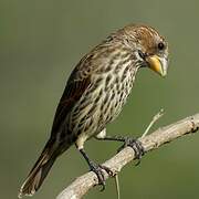 Thick-billed Weaver