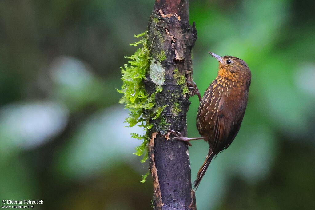 Anabasitte tachetée