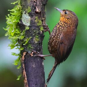 Anabasitte tachetée