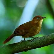 Henna-capped Foliage-gleaner