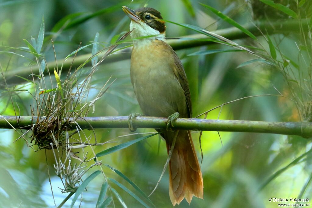 White-collared Foliage-gleaneradult