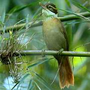 White-collared Foliage-gleaner