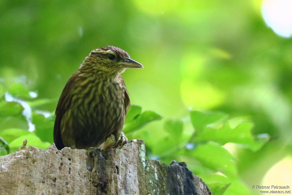 Pale-browed Treehunteradult