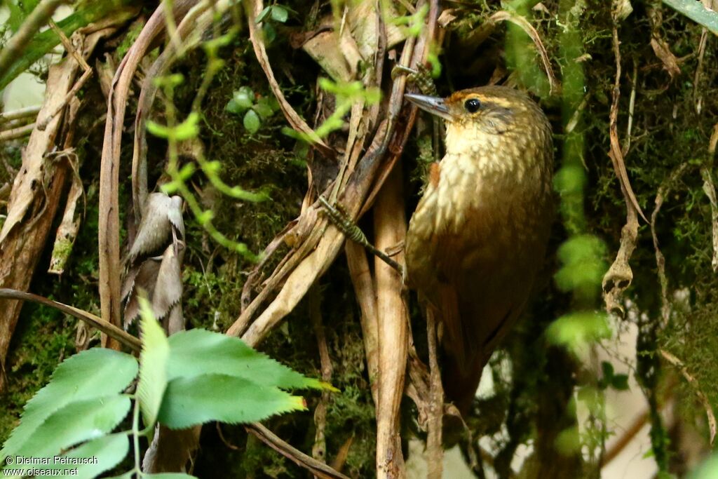 Buff-browed Foliage-gleaneradult