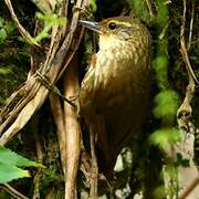 Buff-browed Foliage-gleaner