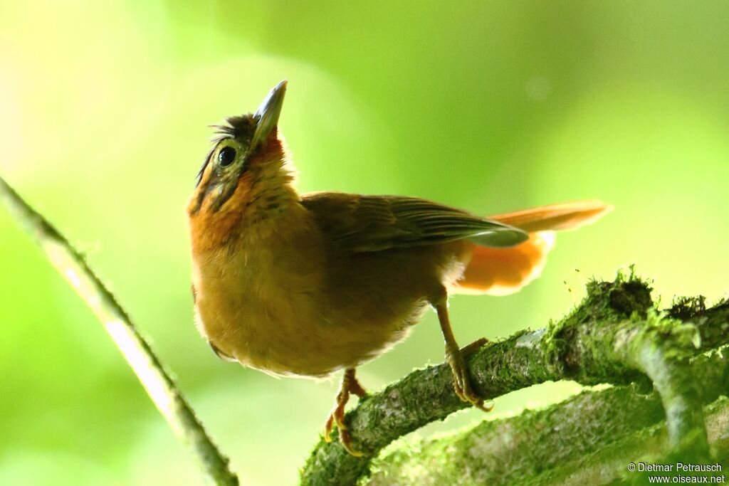 Black-capped Foliage-gleaneradult