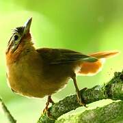 Black-capped Foliage-gleaner