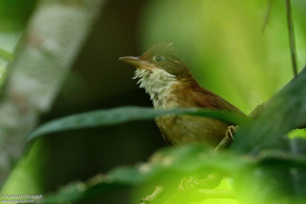 White-eyed Foliage-gleaneradult