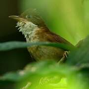 White-eyed Foliage-gleaner