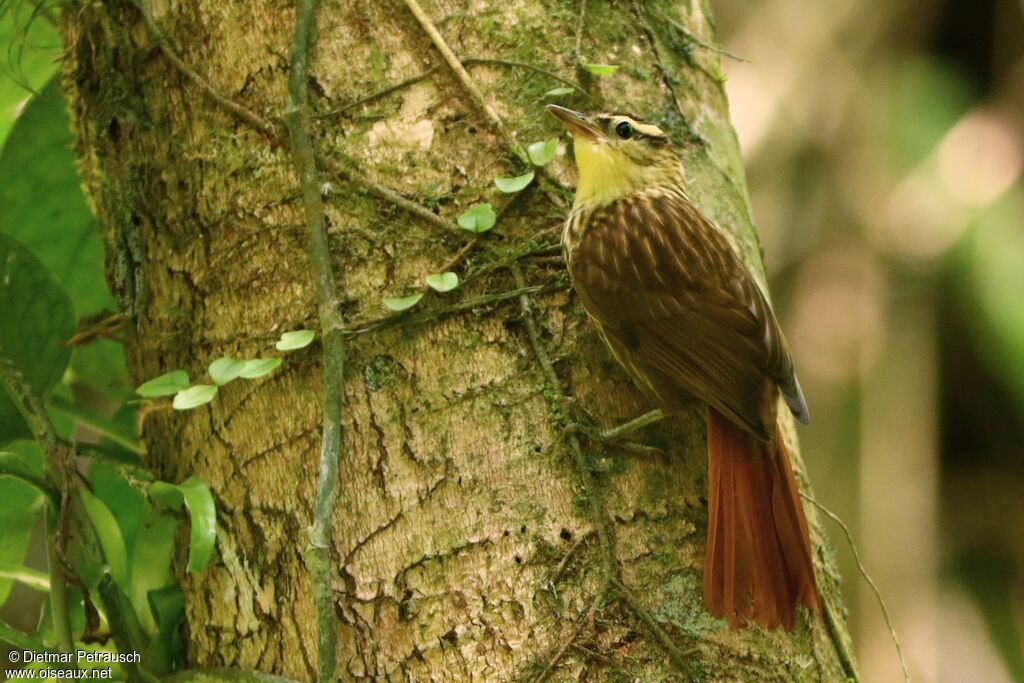 White-browed Foliage-gleaneradult