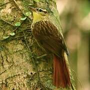 White-browed Foliage-gleaner