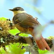 Streaked Tuftedcheek