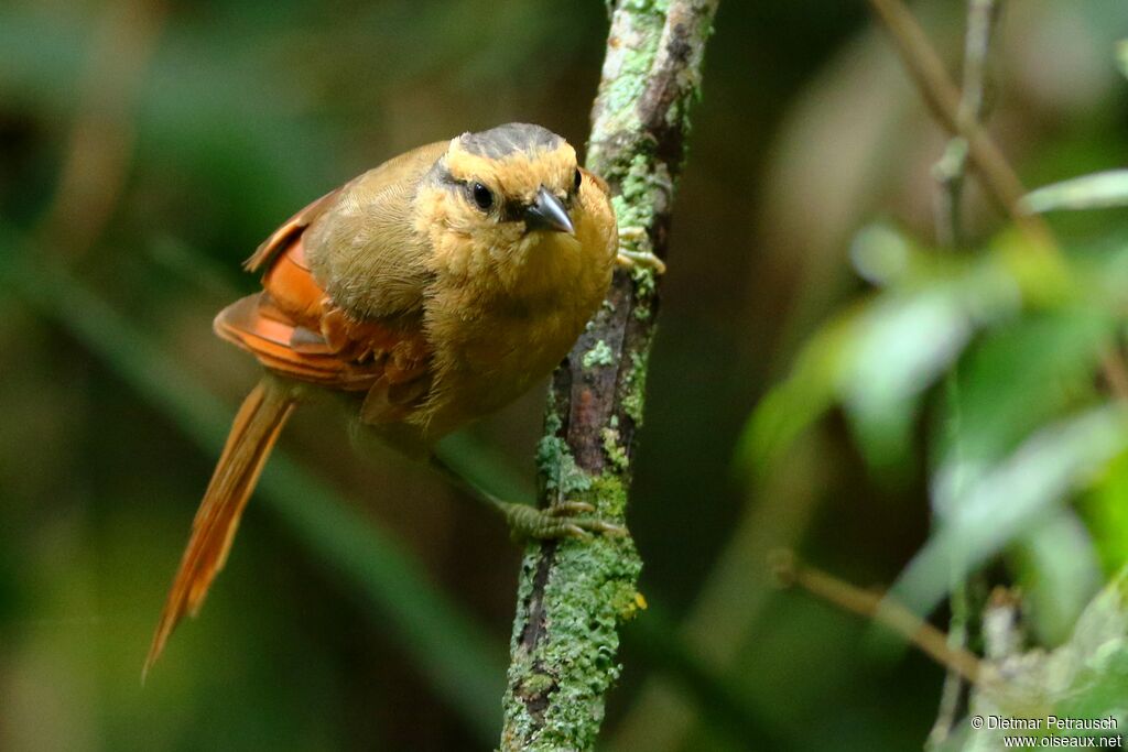 Buff-fronted Foliage-gleaneradult