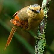 Buff-fronted Foliage-gleaner