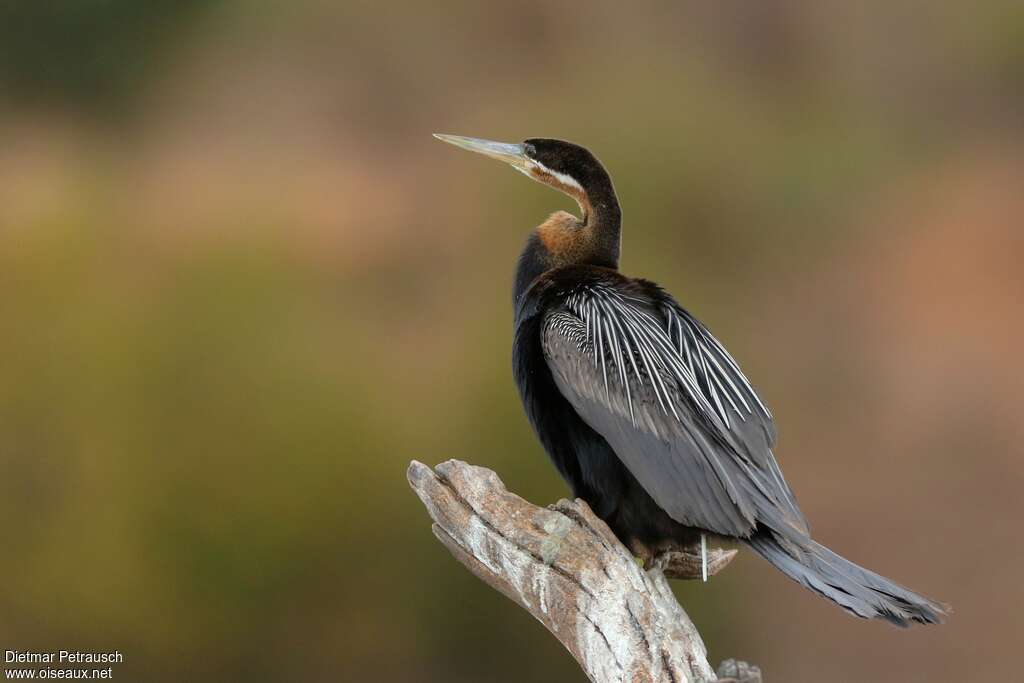 Anhinga d'Afrique mâle adulte nuptial, identification