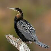 Anhinga d'Afrique