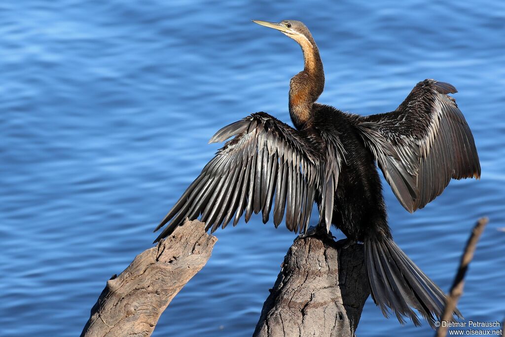 Anhinga d'Afriqueadulte