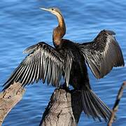 African Darter