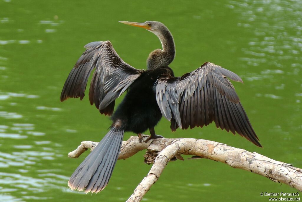 Anhinga d'Amériqueadulte