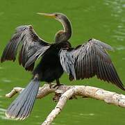 Anhinga d'Amérique