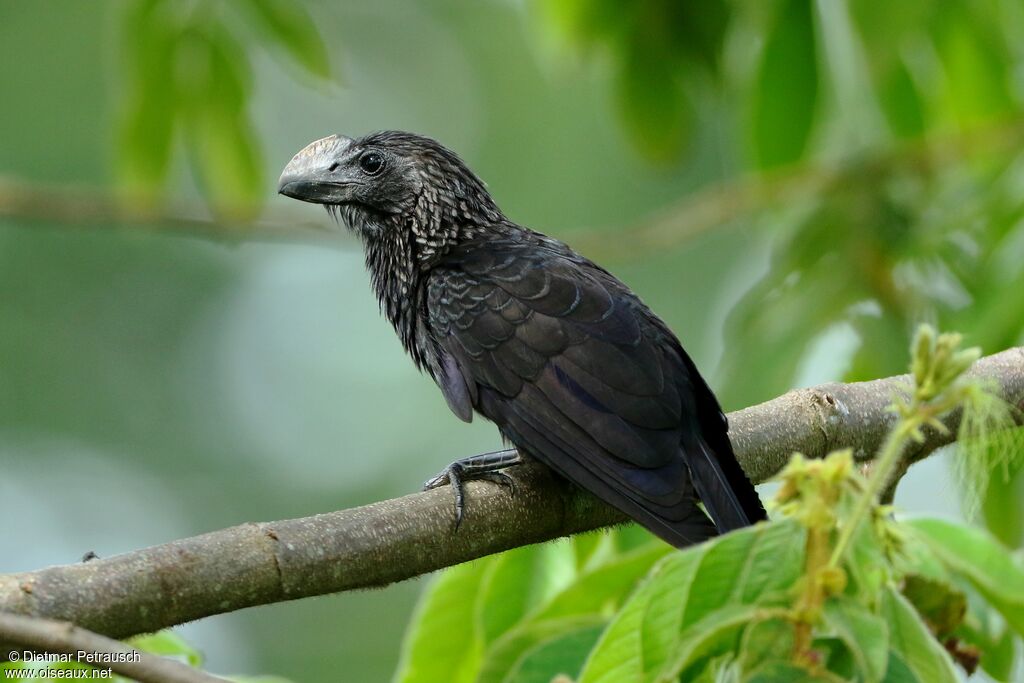 Smooth-billed Aniadult