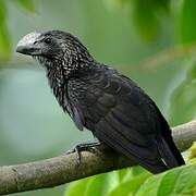 Smooth-billed Ani