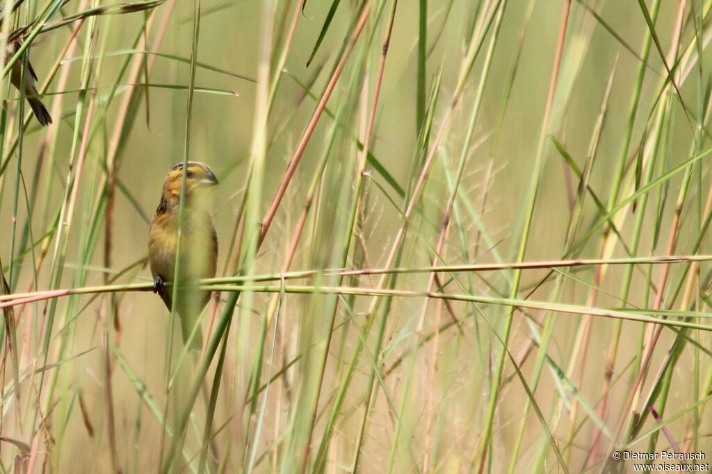 Cuckoo-finchimmature