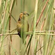 Cuckoo-finch