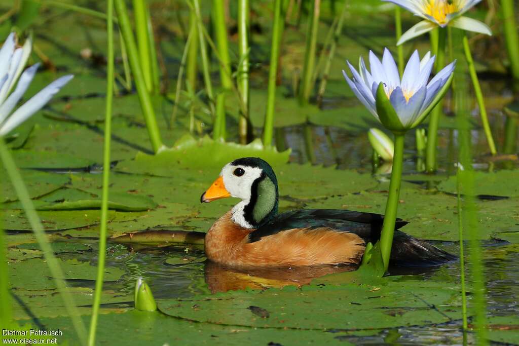 African Pygmy Goose male adult, identification