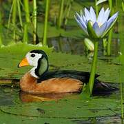 African Pygmy Goose