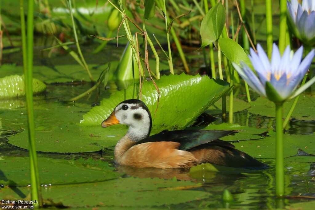 Anserelle naine femelle adulte, identification