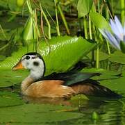 African Pygmy Goose