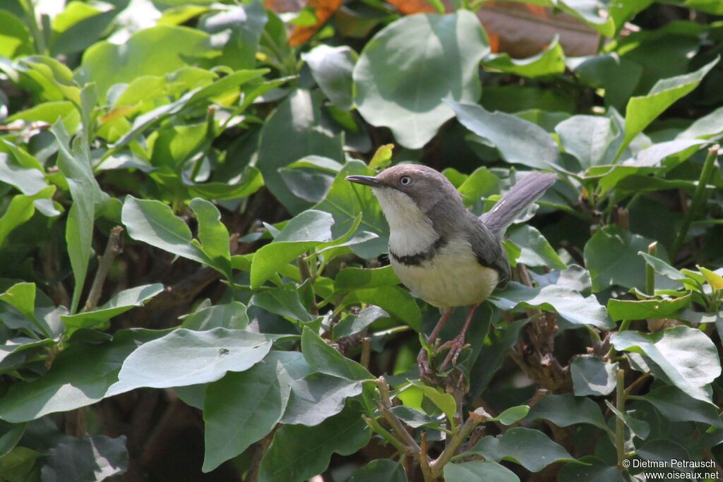 Apalis à collieradulte