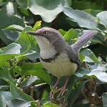 Apalis à collier