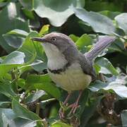 Bar-throated Apalis