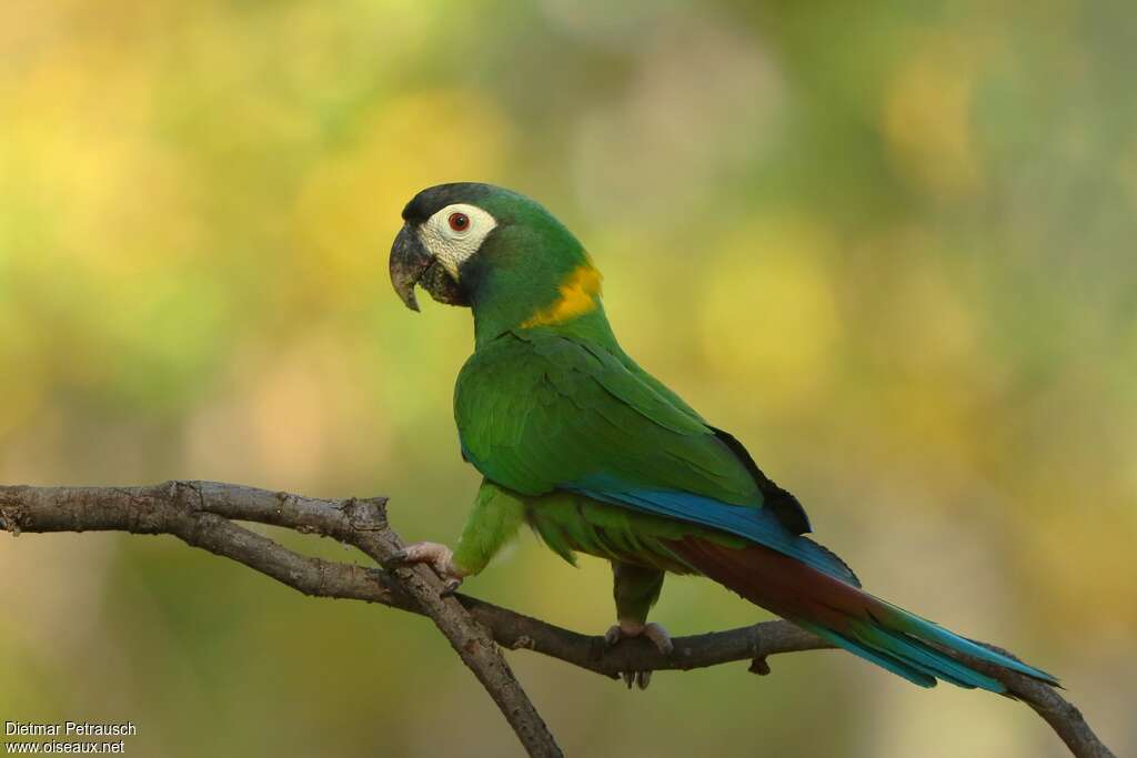 Golden-collared Macawadult, identification