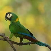 Golden-collared Macaw