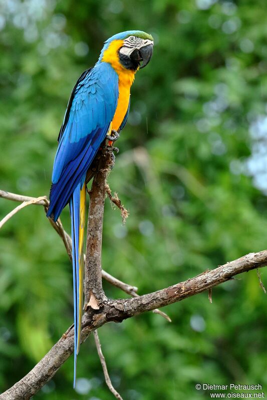 Blue-and-yellow Macawadult