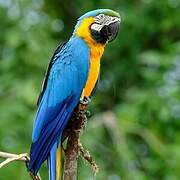 Blue-and-yellow Macaw