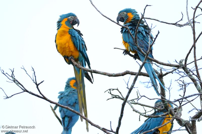 Blue-throated Macaw