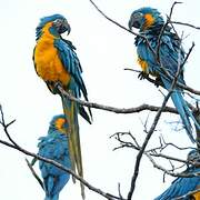 Blue-throated Macaw