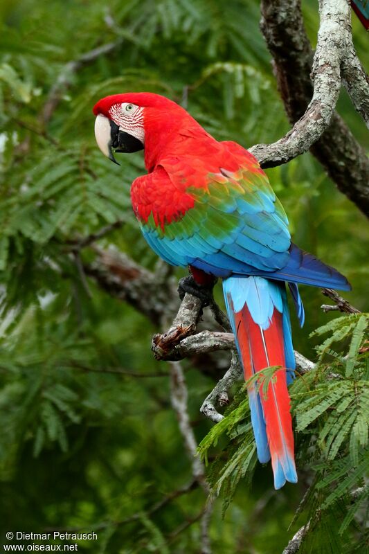 Red-and-green Macawadult