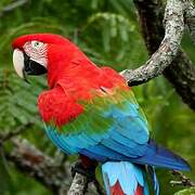 Red-and-green Macaw