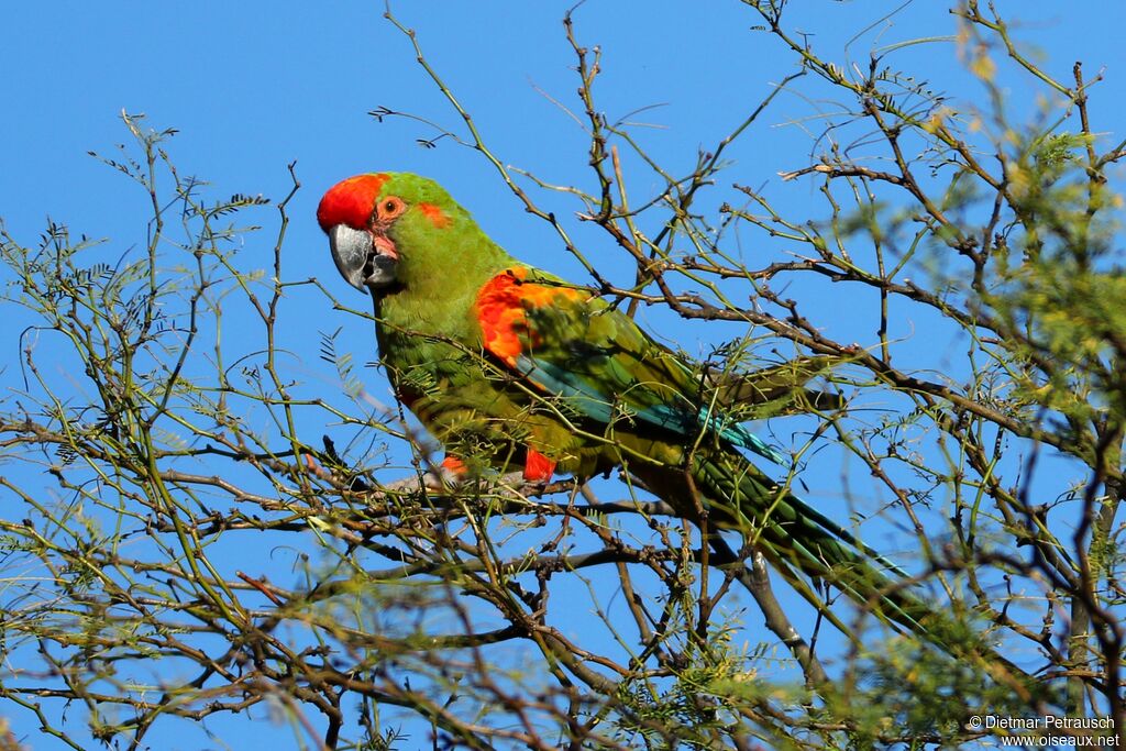 Red-fronted Macawadult, identification